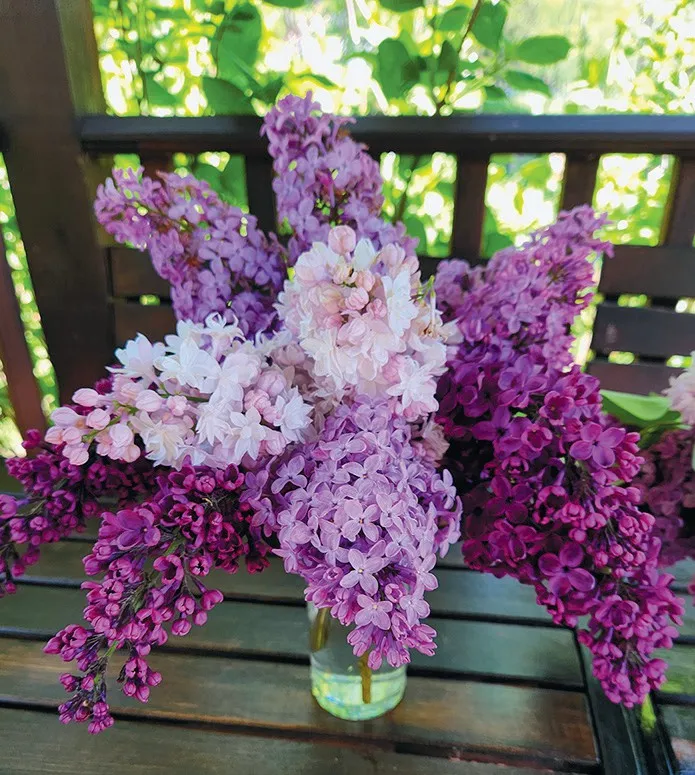 Lilacs🌸