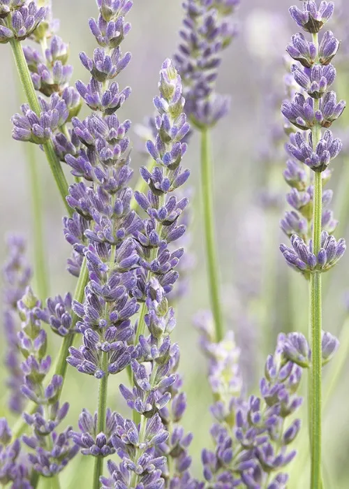 Lavender🪻