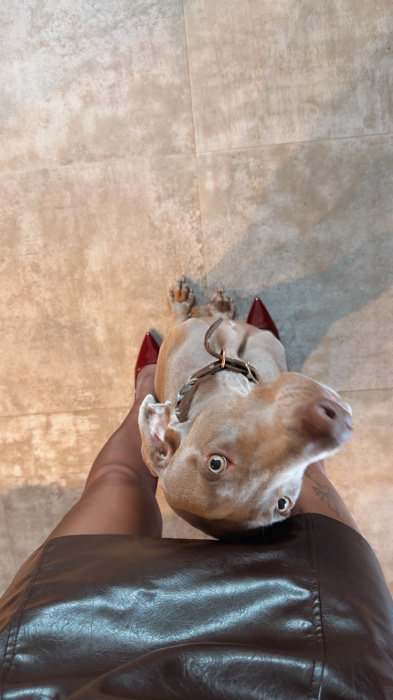 Hundefutter - weil du selbst ein verdammter Hund bist 