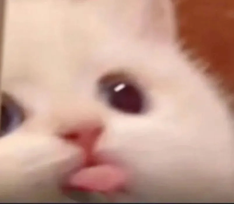 big meow ଘ(੭ˊ꒳ˋ)੭✧