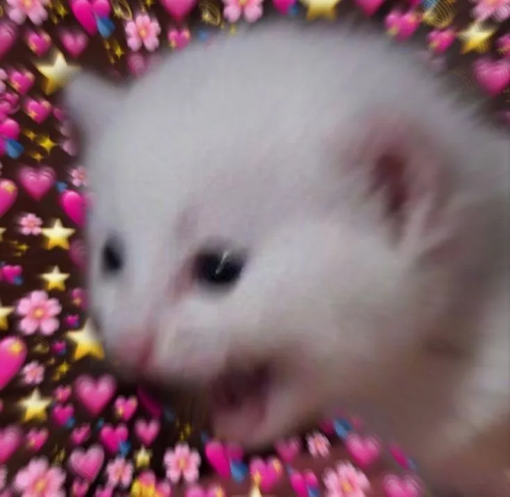 extreme meow ଘ(੭ˊ꒳ˋ)੭✧