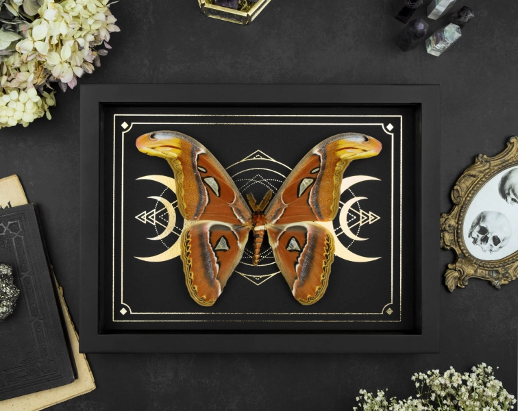Framed Attacus Atlas Moth: Gold Moon Print, Gothic Halloween Decor