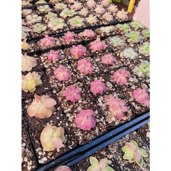 Pinguicula Johanna Live Plant - Carnivorous Butterwort - Fungus Gnat Eating Plant