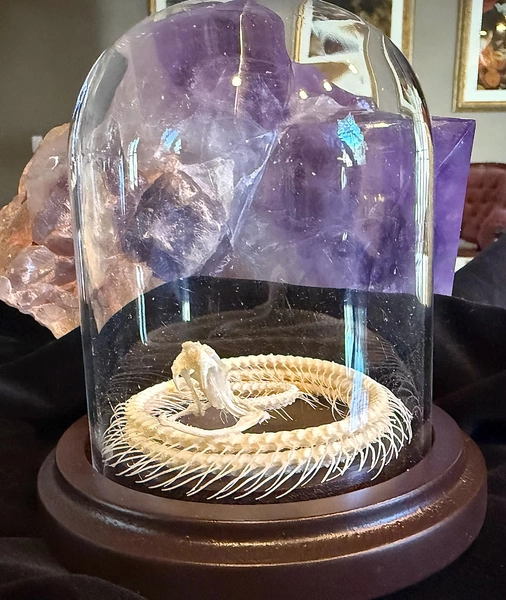 Real Snake Skeleton in Dome - White-lipped Pit Viper (ethically sourced)