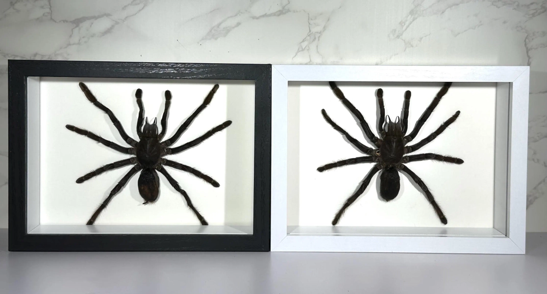 Framed brown Haplopelma minax tarantula home decor Indonesia