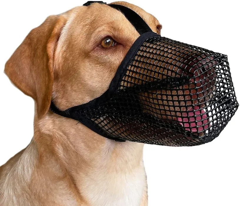 Bad dog 