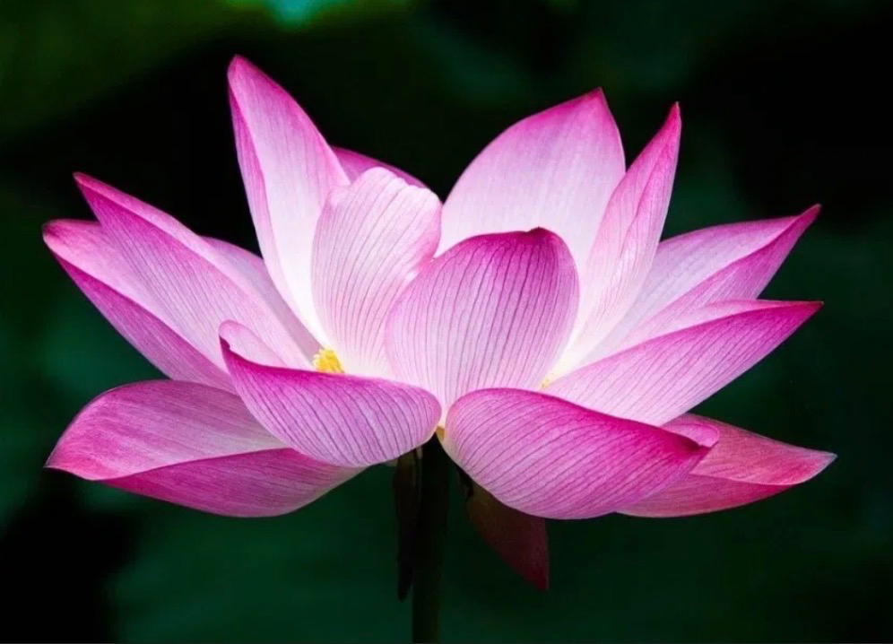 Because I deserve it ! 