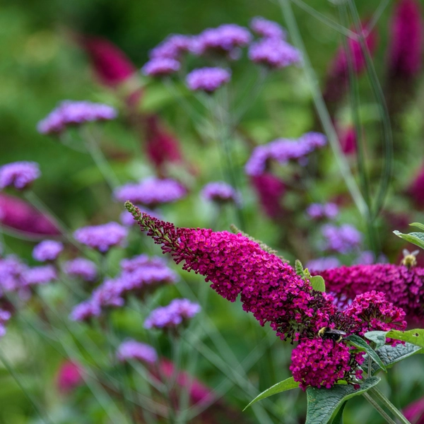 butterfly bush Sommerfuglbusk 'Miss Molly'