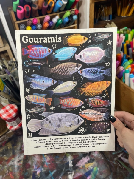 Gourami Poster | Aquarium Fish Species Identification | 8.5x11 Wall Art Print - Etsy Canada
