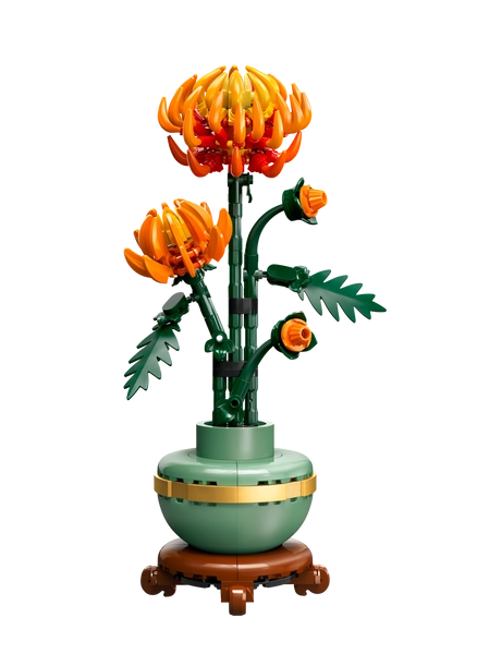 Chrysanthemum