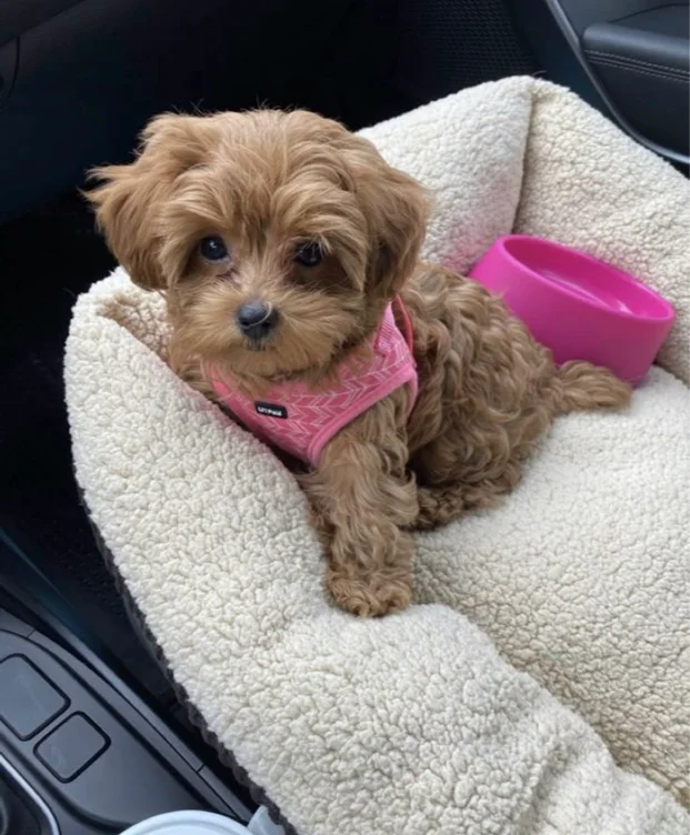 help me buy a puppy