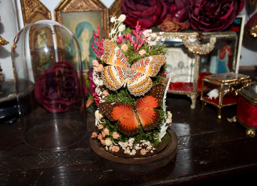 Globe entomology true butterfly cethosia biblical curiosities oddities hand sacred heart old France butterfly monarch butterfly witch