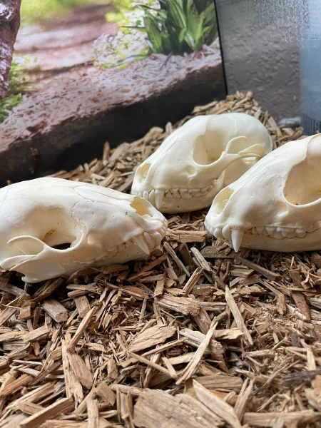 Real Raccoon Skull (only 1) (ethically sourced)