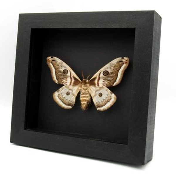 Rare pale pink Saturn moth framed