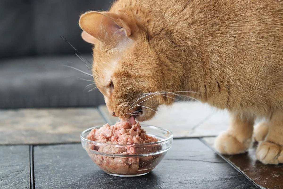 Cat Food
