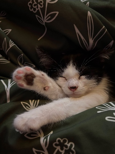Kitten fund