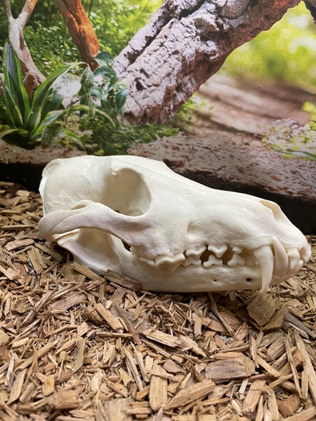 Real Coyote skull (Ethically Sourced)