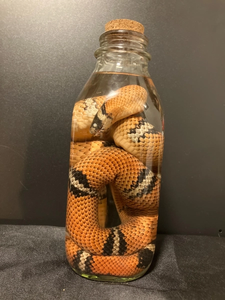 Various Wet Specimens 2