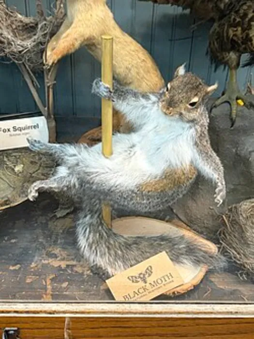 Taxidermy Classes