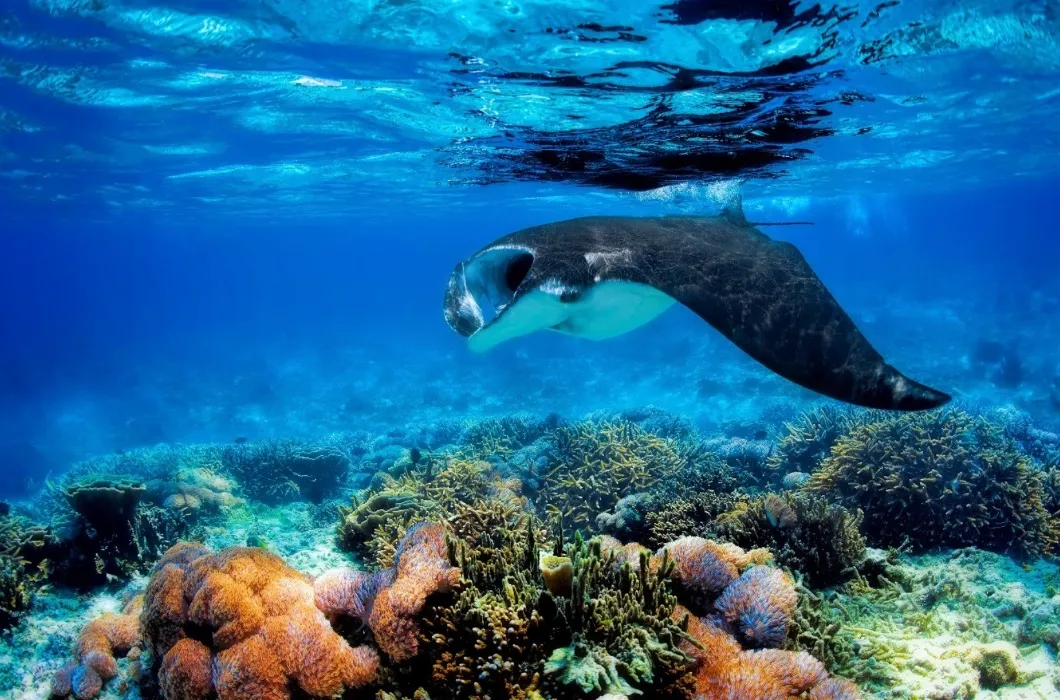 Gift a day of diving in Indonesia (Komodo Island, Nov 2026)
