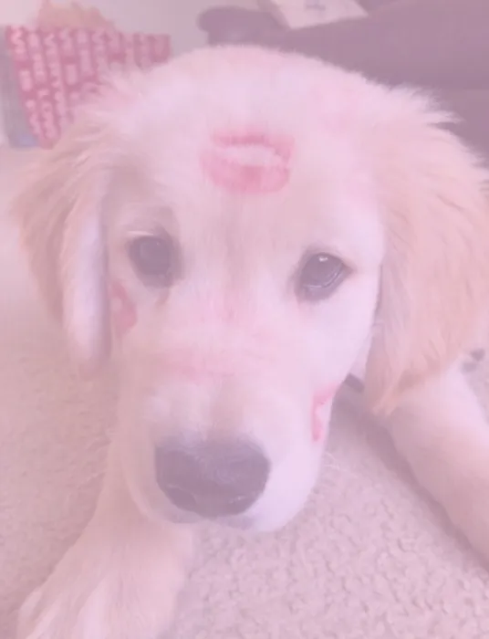 Get my attention, arf!✨️👑🎀