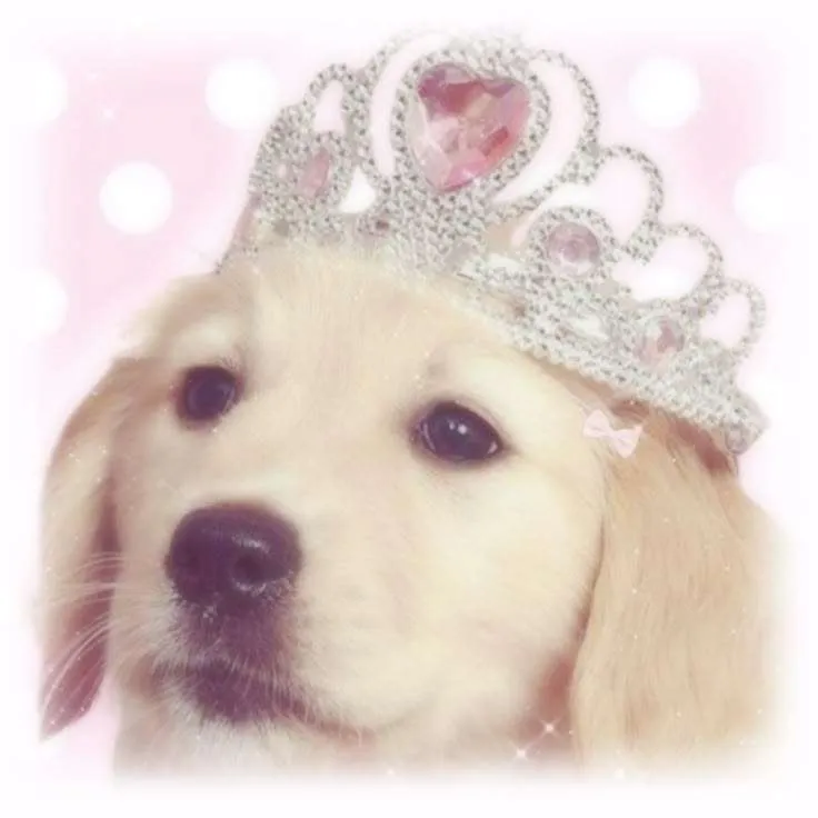 Lil princess 🩷 🦴