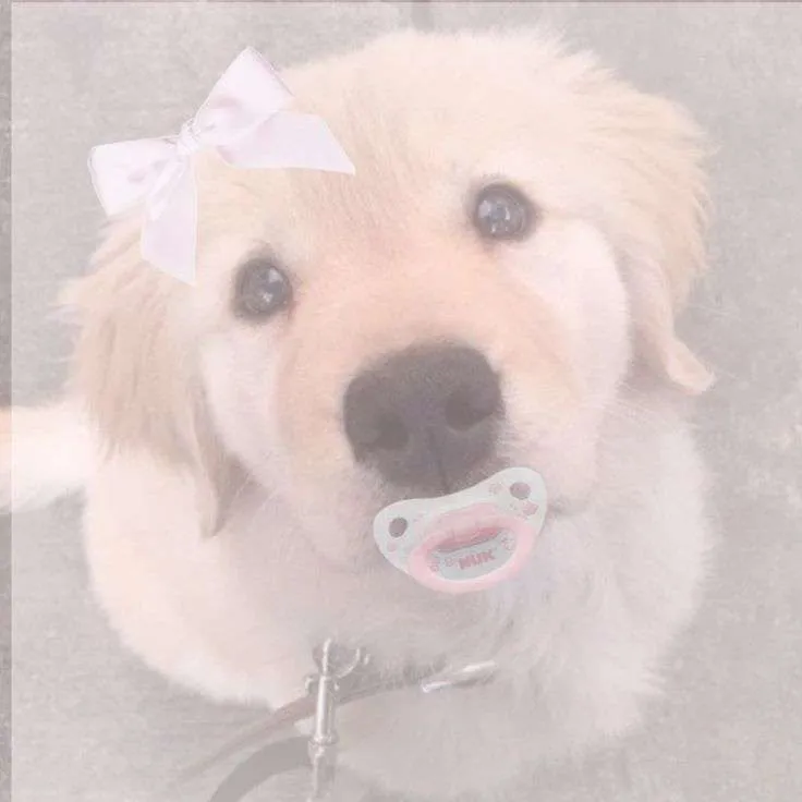 Take care of puppy!