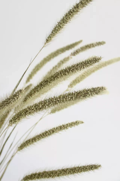 Roxanne’s Dried Flowers Setaria