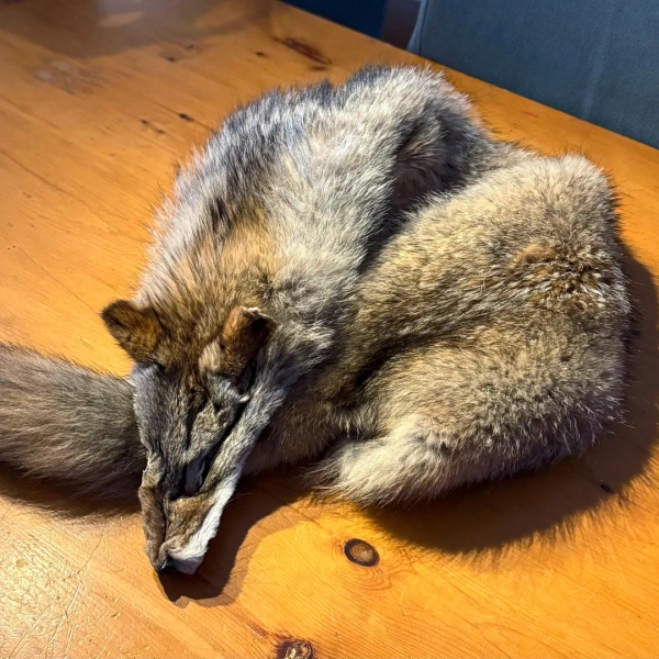 Eastern Coyote Pelt | Professionally Tanned | 100% Canadian | Ontario Trapper Direct | Ethical Fur Decor - Etsy Canada