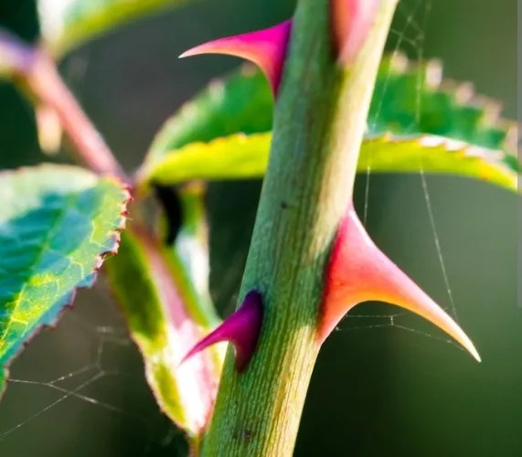 Be a Thorn in my Ass