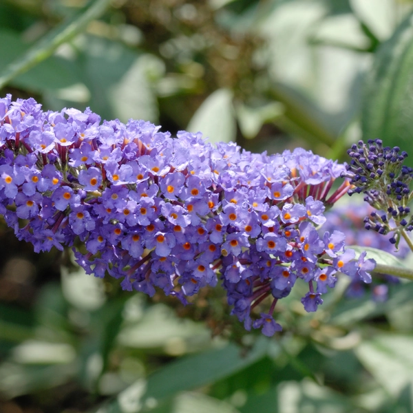butterfly bush |Sommerfuglbusk 'Ellen's Blue'