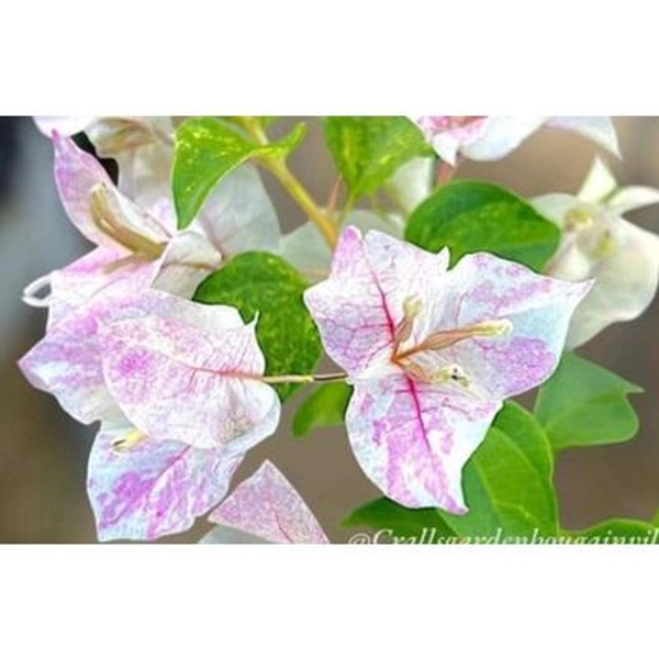 "Bougainvillea \"Sunstone White\": Unique Flowers, Rooted Cutting"