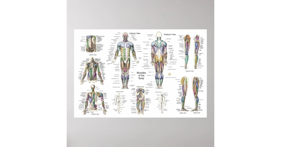 Anatomy Print