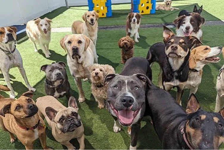 Day of Doggy Daycare