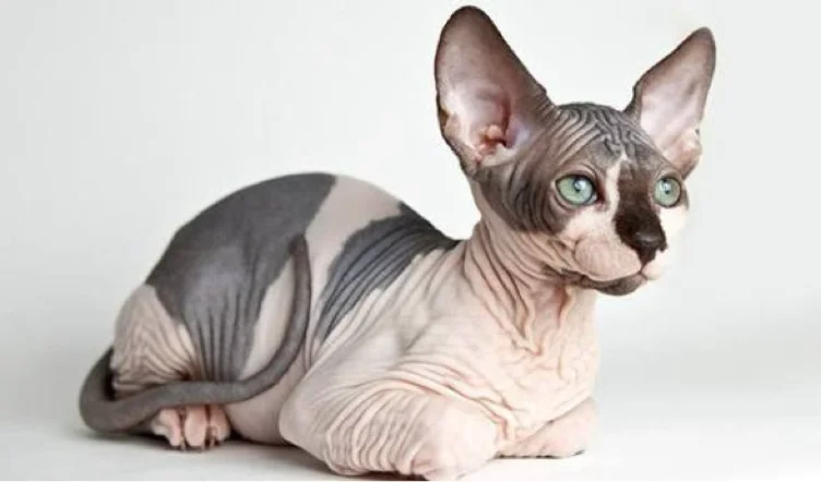 Sphynx Kitten 