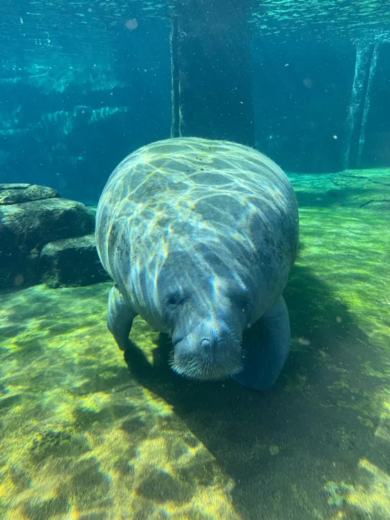 Go see the Manatees