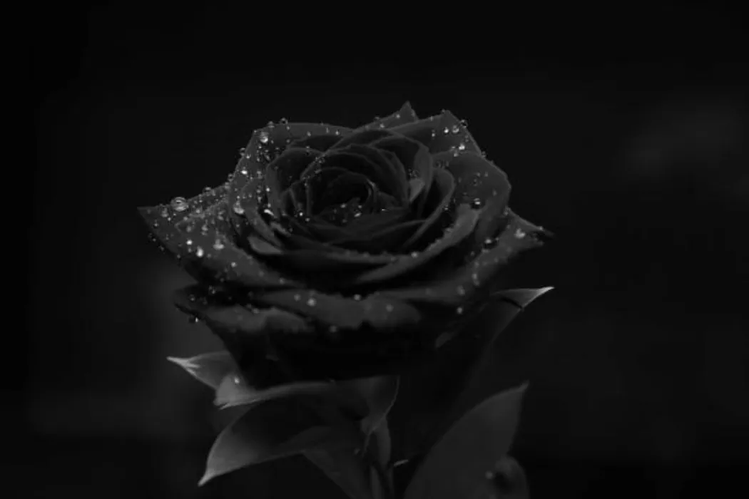 25 Roses ($25)