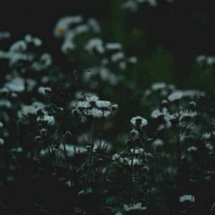 Flowers 🍃
