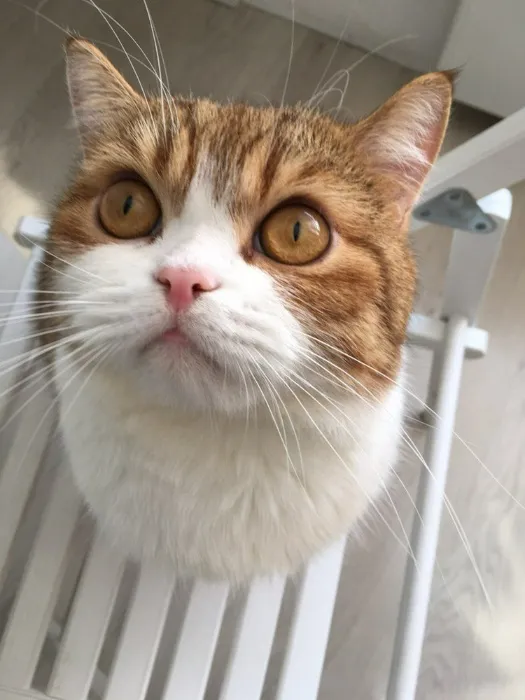 Bring my cat back 