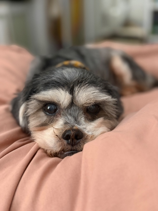 Vet bills for Barbie!