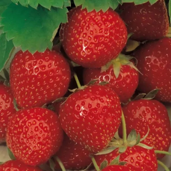 Strawberry 'Elsanta'