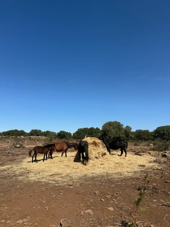 Horse related things 