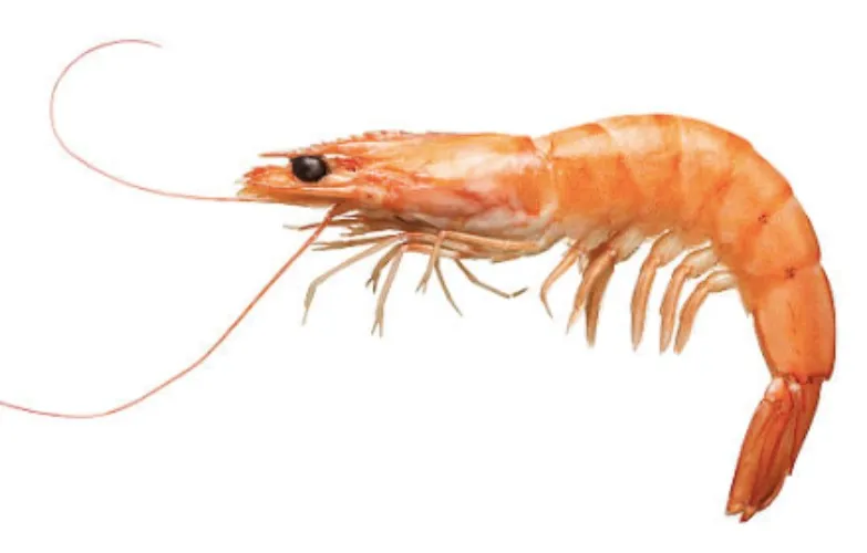 shrimp 