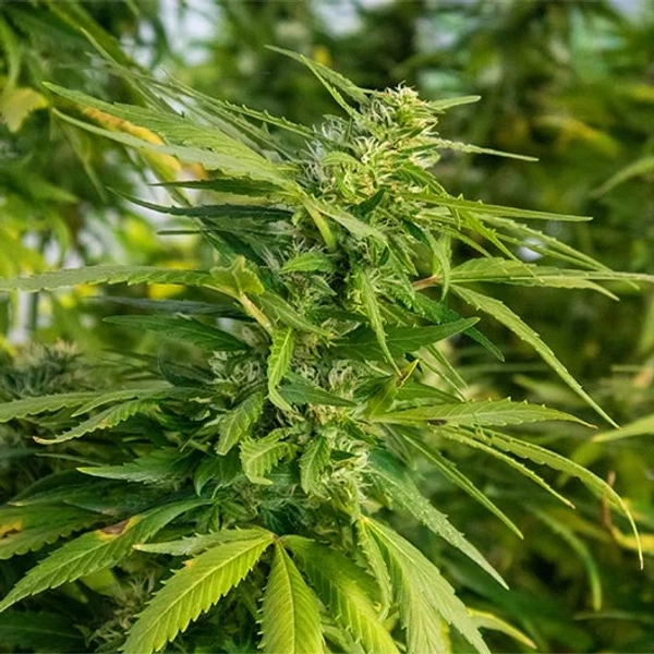 White Fire OG Seeds - Pacific Seed Bank