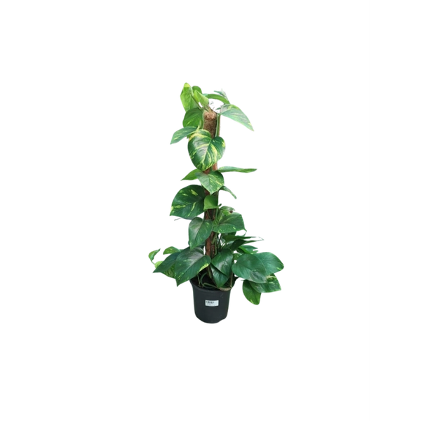 SCINDAPSUS AUREUM
