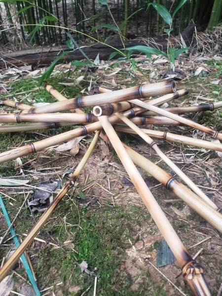 Natural Bamboo Sticks for Vivarium Tank Cage Reptile Climbing Decor, Snakes, Lizards, Geckos, Frogs, Chameleons, Birds and Insect Pets, USA - Etsy.de