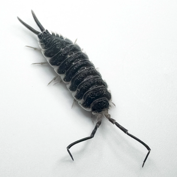 Isopod Factory 6+ Porcellio Hoffmannseggi Large Titan Isopod