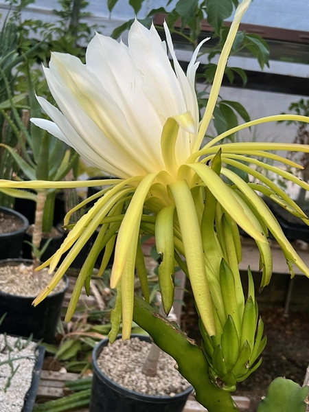 Dragon Fruit, red-fruited, (Hylocereus undatus) plant in a 9 inch pot, organic
