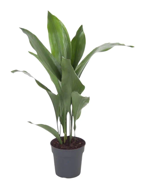 Aspidistra Elatior- 40-60 cm