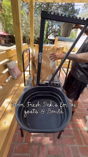 Goat Milking Stand 